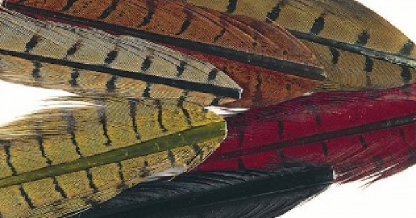 Knotted Cock Pheasant Tail on Quill - Veniard